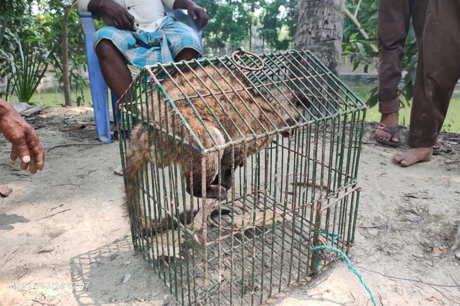 লাকসামে উদ্ধার গন্ধগোকুল রাজেশপুর ইকোপার্কে অবমুক্ত