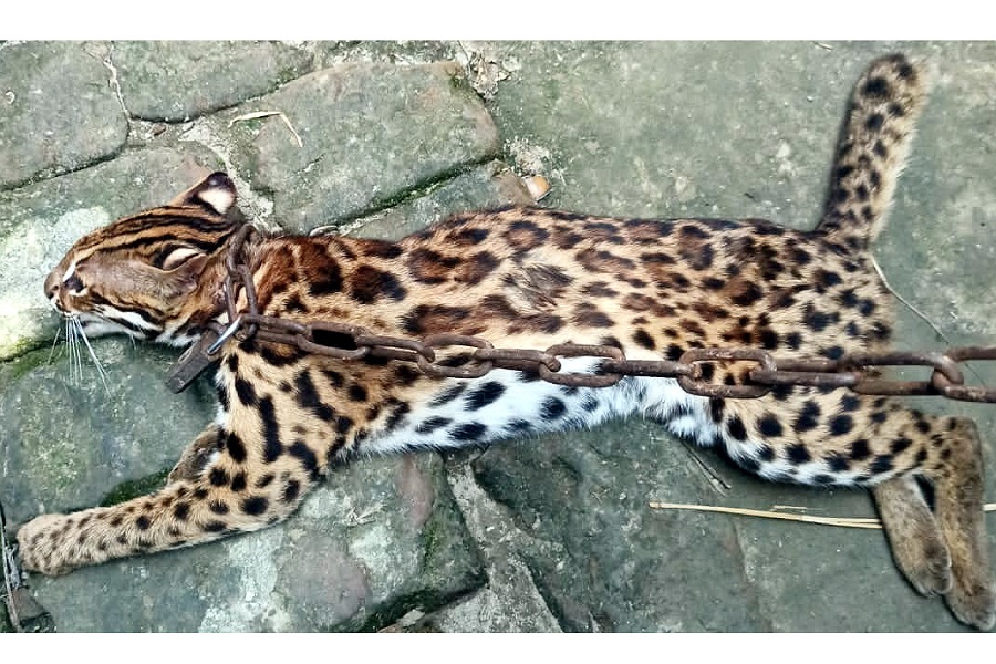 মুরাদনগরে মোটরসাইকেলের ধাক্কায় মেছো বাঘ আহত, চিকিৎসা চলছে