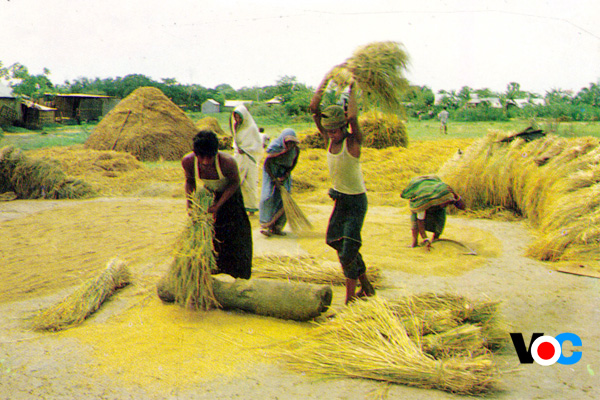 কুমিল্লায় আমনের ধান-চাল সংগ্রহের লক্ষ্যমাত্রায় তৈরি হয়েছে শঙ্কা 