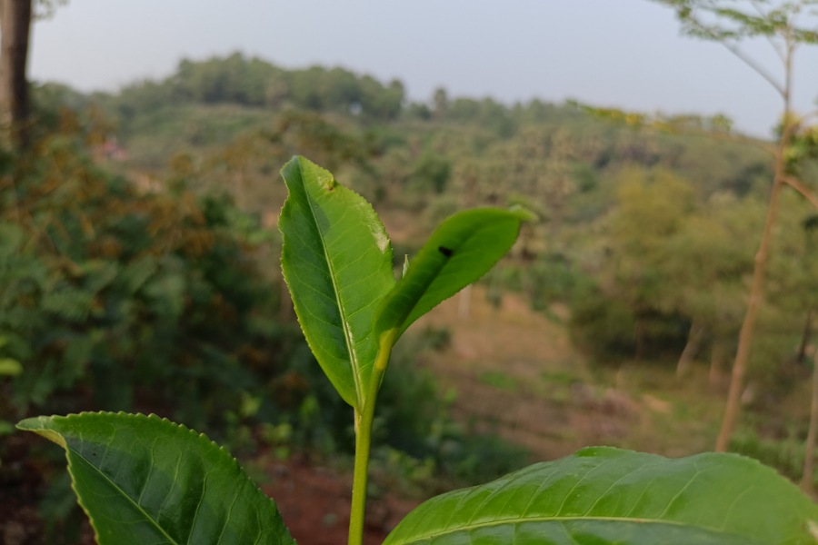 লালমাই পাহাড়ে চা চাষে স্বপ্ন বুনছেন তারিকুল!