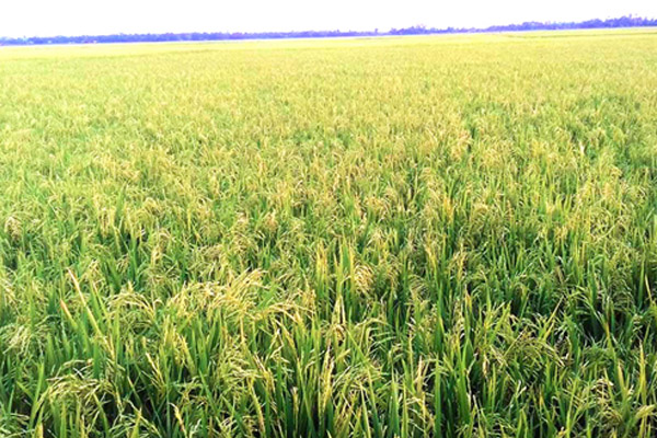 কুমিল্লায় লক্ষ্যমাত্রা ছাড়াবে আমনের আবাদ, কৃষকের স্বপ্ন পূরণের প্রত্যাশা