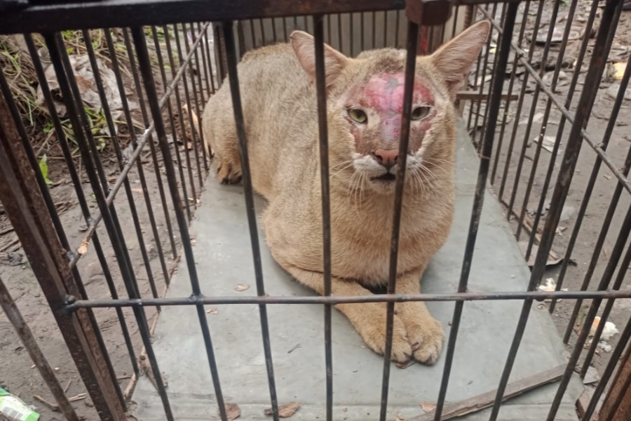 শতাধিক হাঁস-মুরগী খাওয়া অচেনা প্রাণীটি অবশেষে আটক 