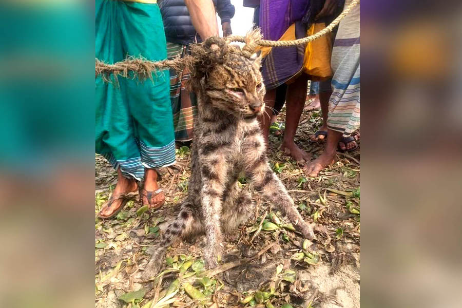 মেঘনায় মেছো বাঘ আটক করলো গ্রামবাসী