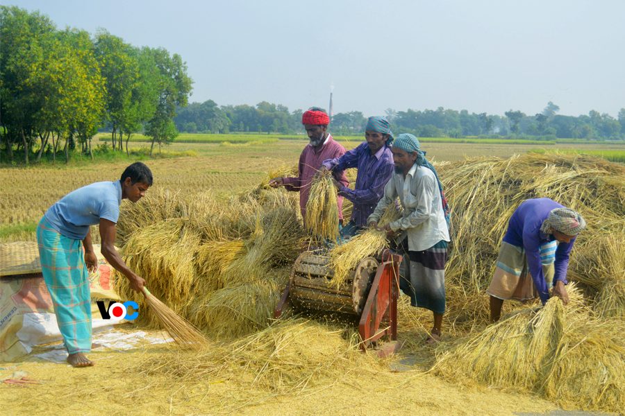 কুমিল্লায় বাম্পার আমনের সুবাসে মাতোয়ারা হেমন্তের হাওয়া