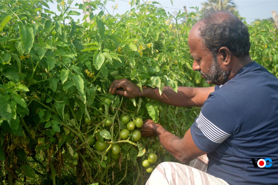 কুমিল্লায় সবজি চাষে ব্যস্ত কৃষকদের মন ভালো নেই