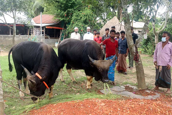 কোরবানির জন্য ‘গয়াল’ কিনলেন মেয়র সাক্কু